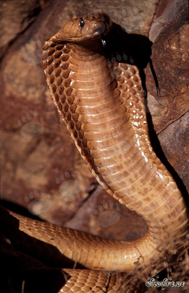 Impresionante comportamiento amenazante de la cobra del Cabo