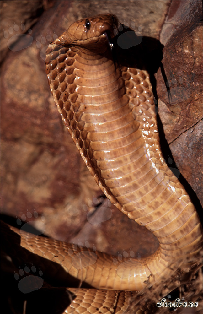 Imponente comportamento minaccioso del cobra del Capo