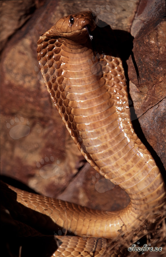Comportement menaçant impressionnant du cobra du Cap
