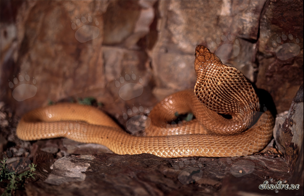 Cape Cobra fascinante se tortille au sol