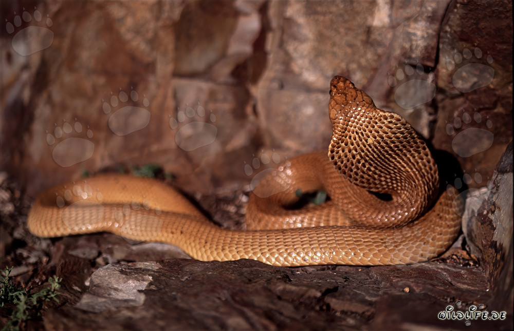 Fascinating Cape Cobra coiled on the ground