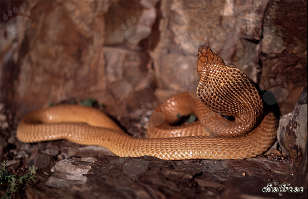 Fascinante cobra del Cabo se enrosca en el suelo