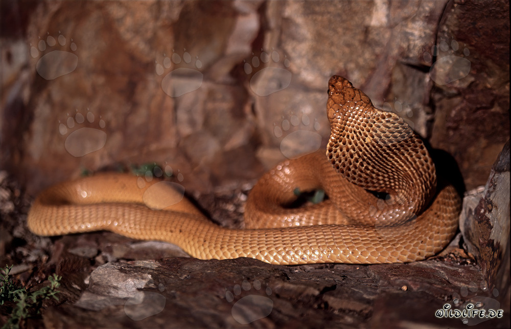 Affascinante cobra del Capo si avvolge sul terreno
