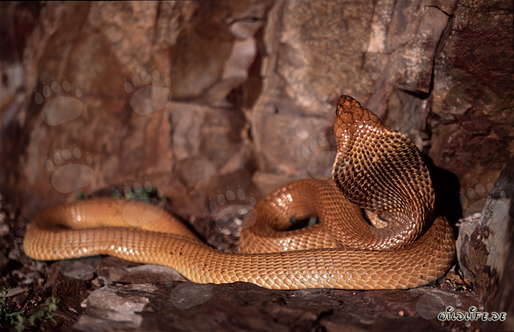 Fascinating Cape Cobra (Naja nivea)