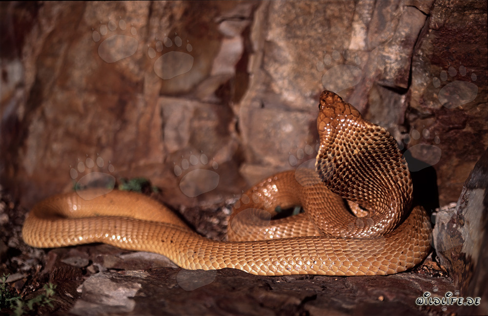 Cobra del Cabo fascinante (Naja nivea)