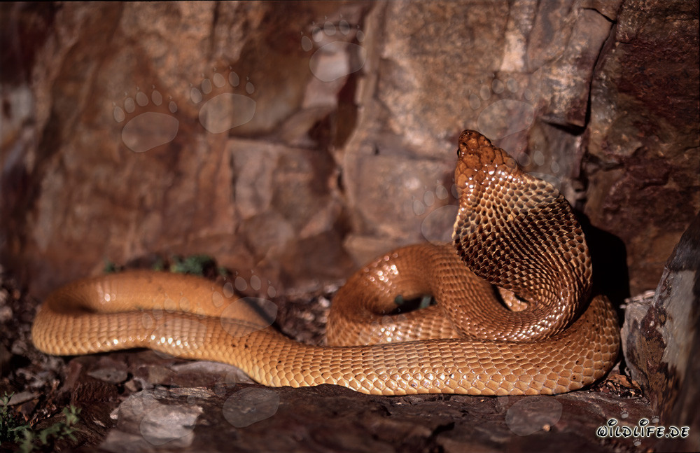 Cobra du Cap fascinante (Naja nivea)