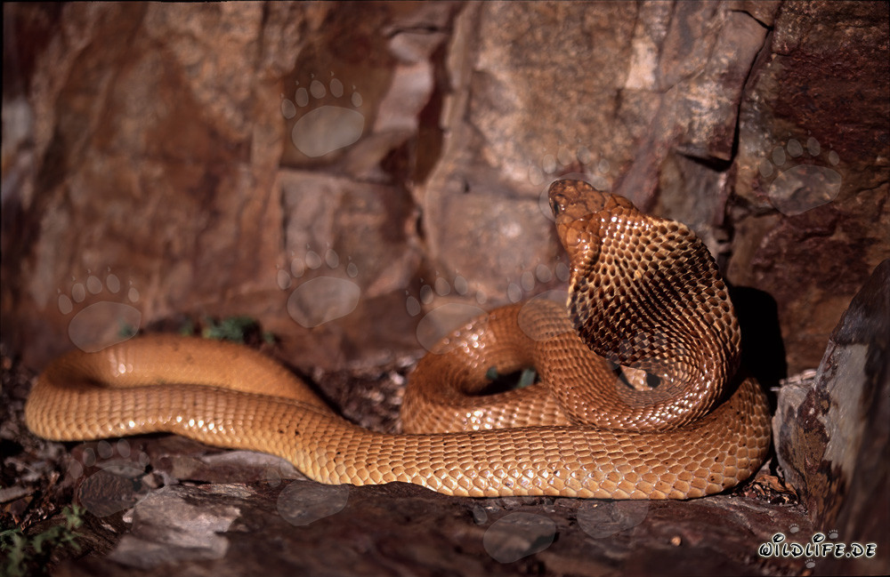 Cape Cobra - The Deadly Beauty of Naja nivea
