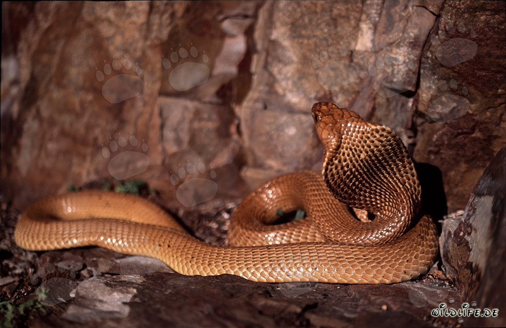 Cobra del Cabo - La peligrosa belleza del Naja nivea