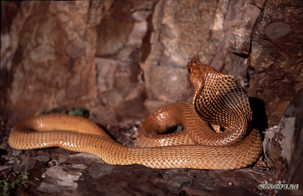 Cobra del Capo - La pericolosa bellezza del Naja nivea