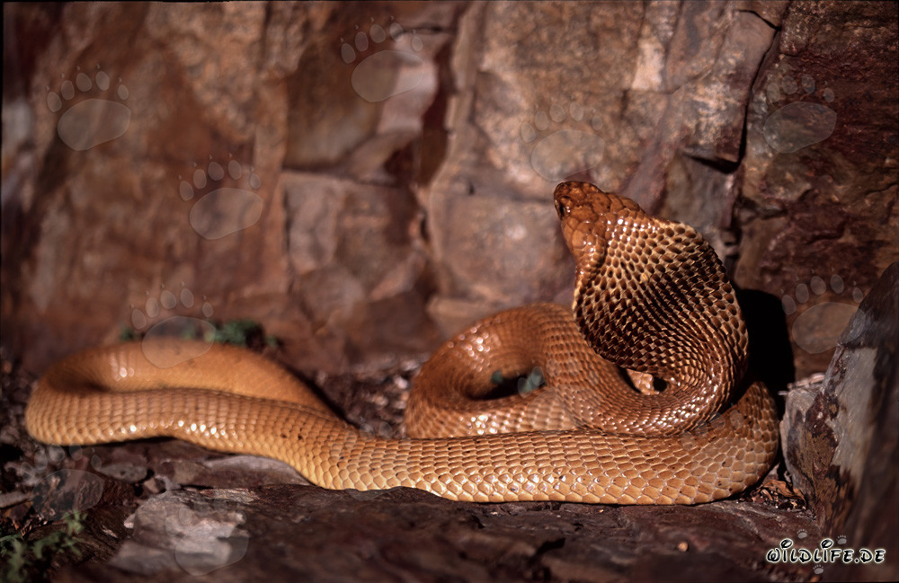 Cobras du Cap - La beauté dangereuse du Naja nivea