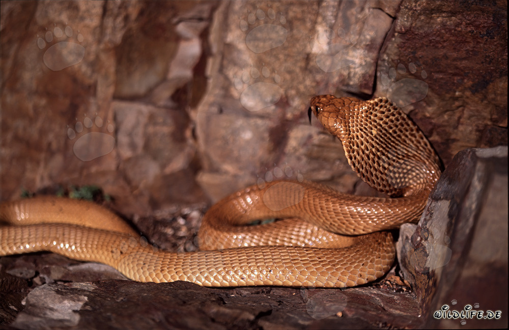 Cape Cobra (Naja nivea) in the Gansbaai Mountains, Western Cape, South Africa
