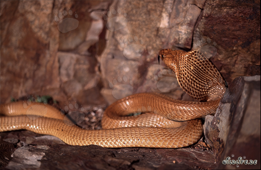 Cobra del Cabo (Naja nivea) en las montañas de Gansbaai, Cabo Occidental, Sudáfrica