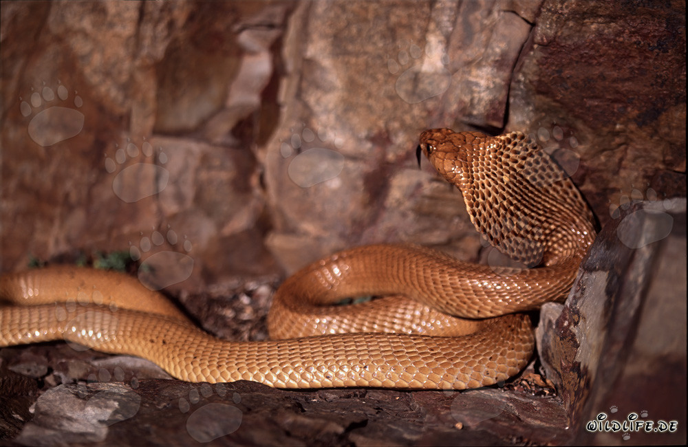 Cobras du Cap (Naja nivea) dans les montagnes de Gansbaai, Cap-Occidental, Afrique du Sud