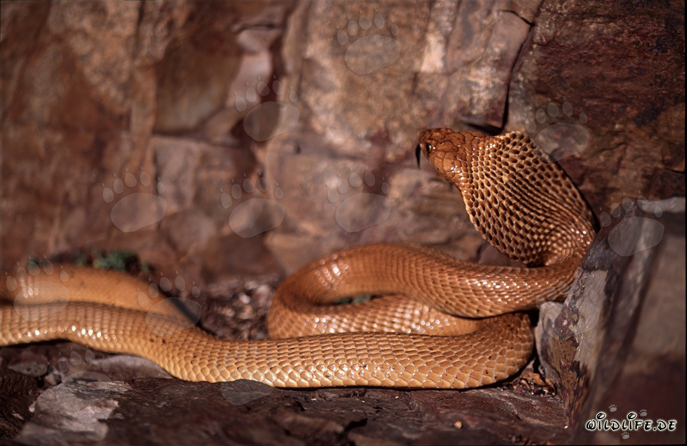Cobra del Capo (Naja nivea) nelle montagne di Gansbaai, Capo Occidentale, Sudafrica