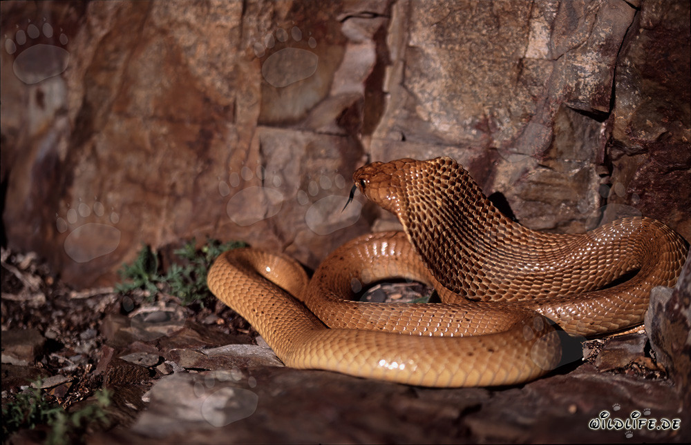 The fascinating Cape Cobra (Naja nivea)