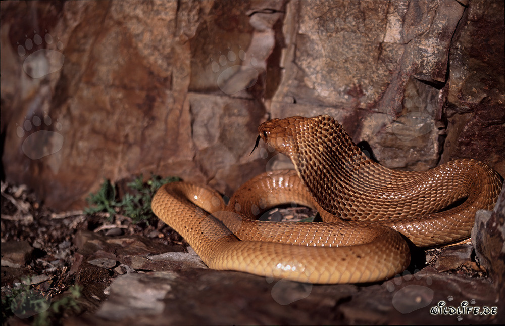 La fascinante cobra del Cabo (Naja nivea)