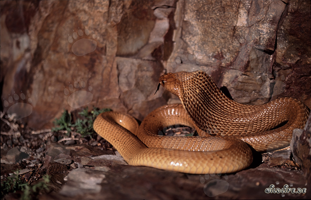 Il fascinante cobra del Capo (Naja nivea)