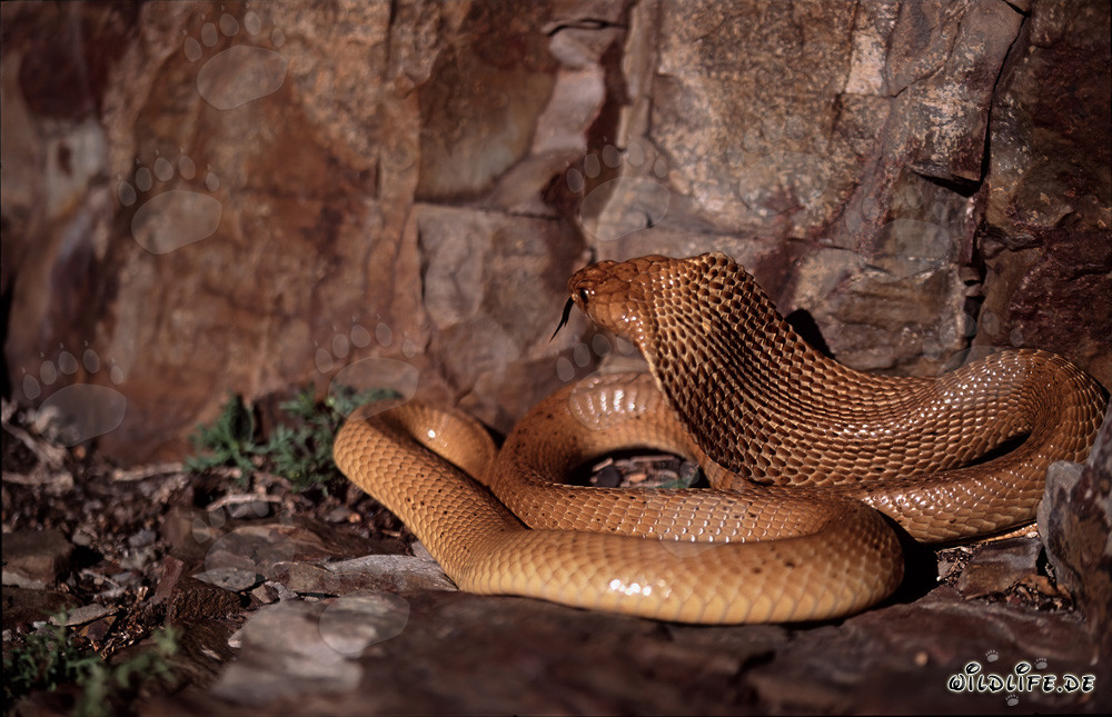 Le fascinant cobra du Cap (Naja nivea)