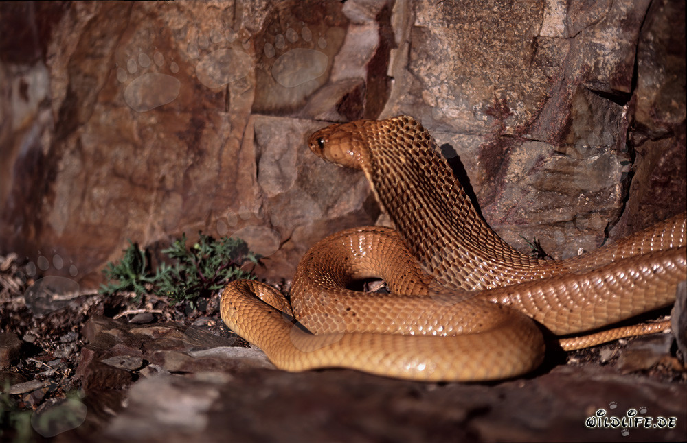Cape Cobra (Naja nivea) on the sunny mountainside of Western Cape