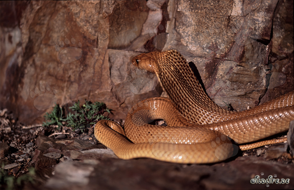 Cobra del Cabo (Naja nivea) en la ladera soleada del Cabo Occidental
