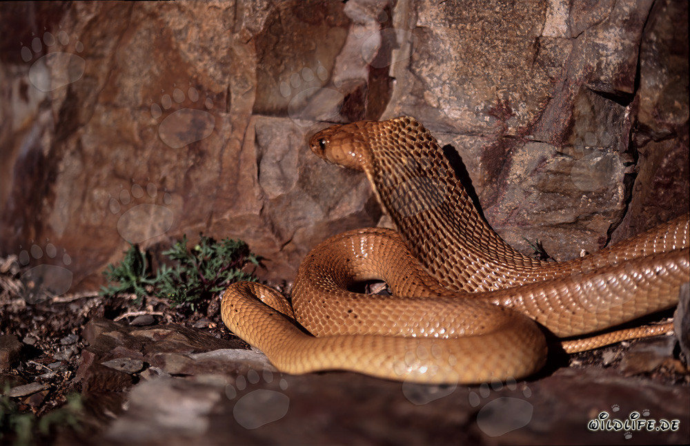 Cobra del Capo (Naja nivea) sul pendio soleggiato del Capo Occidentale