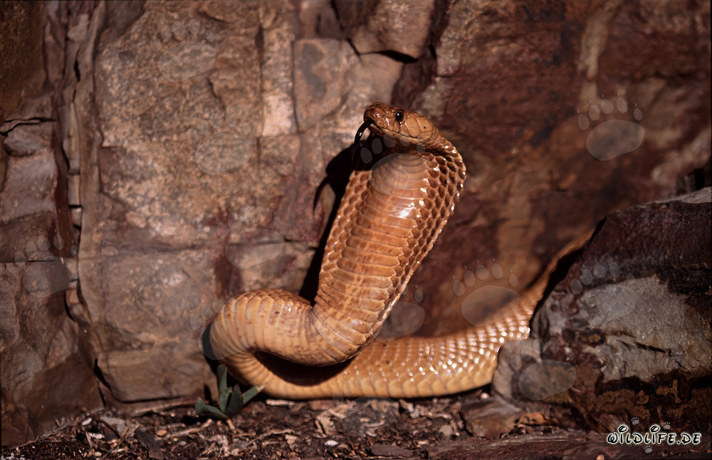 Impressive threat display of the Cape Cobra in the Gansbaai Mountains