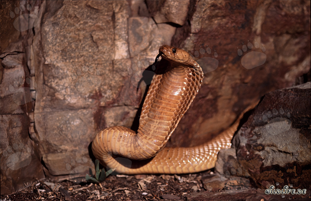 Comportamiento amenazante imponente de la cobra del Cabo en las montañas de Gansbaai