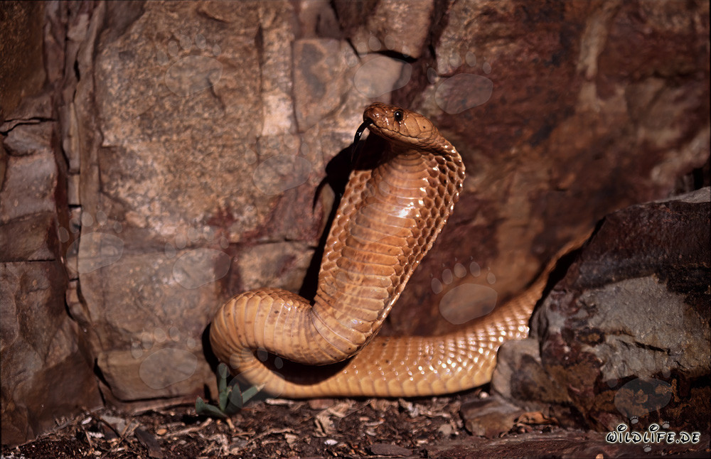 Comportamento minaccioso imponente del cobra del Capo nelle montagne di Gansbaai