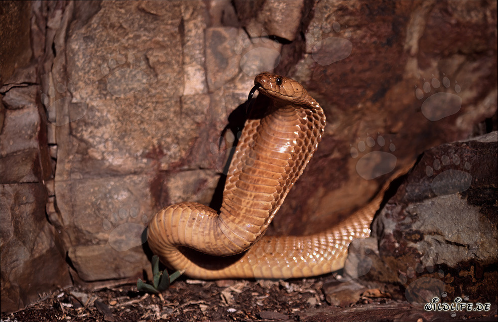 Comportement menaçant imposant du cobra du Cap dans les montagnes de Gansbaai