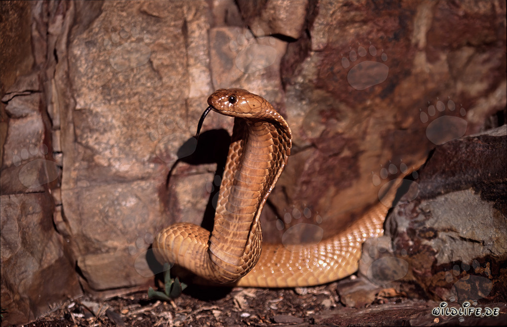 Impressionnante Cape Cobra dans les montagnes de Gansbaai, Afrique du Sud