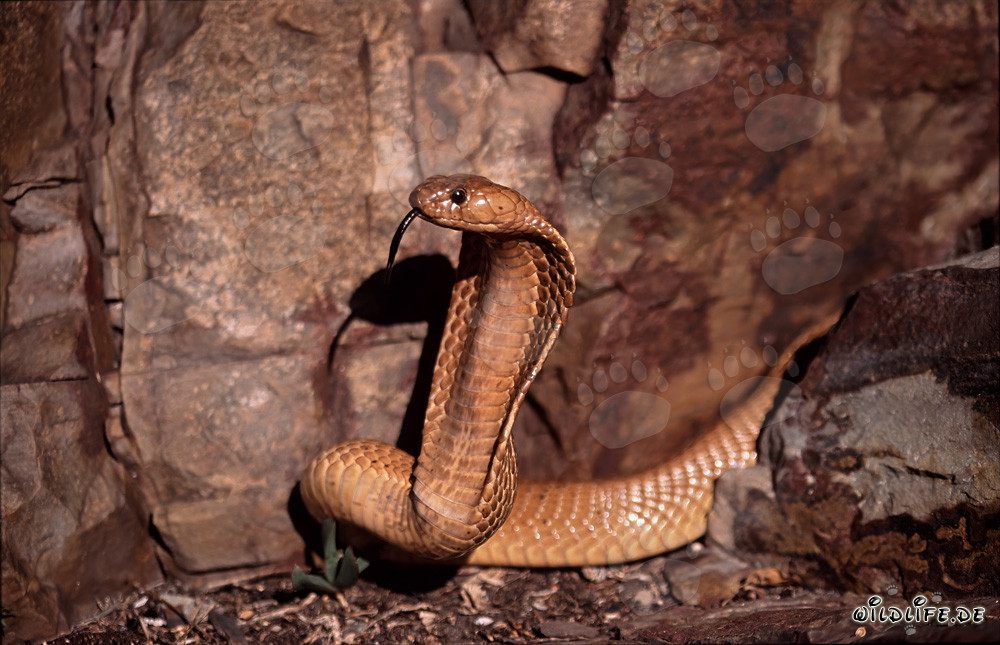 Impressive Cape Cobra in the Gansbaai Mountains, South Africa