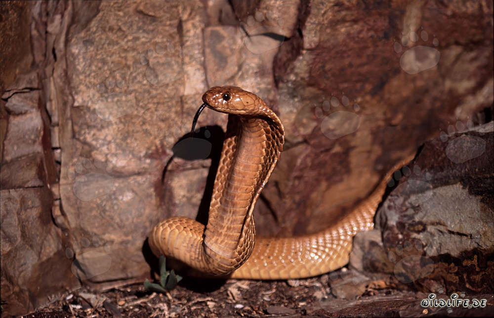 Impresionante Cobra del Cabo en las montañas de Gansbaai, Sudáfrica