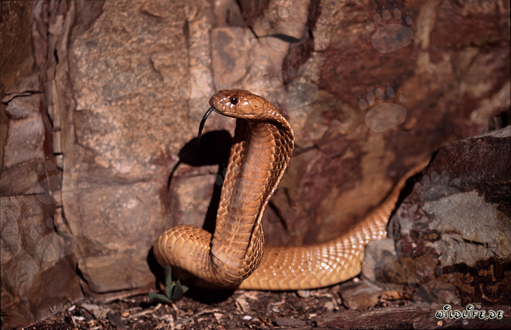 Impressionante Cobra del Capo sulle montagne di Gansbaai, Sudafrica