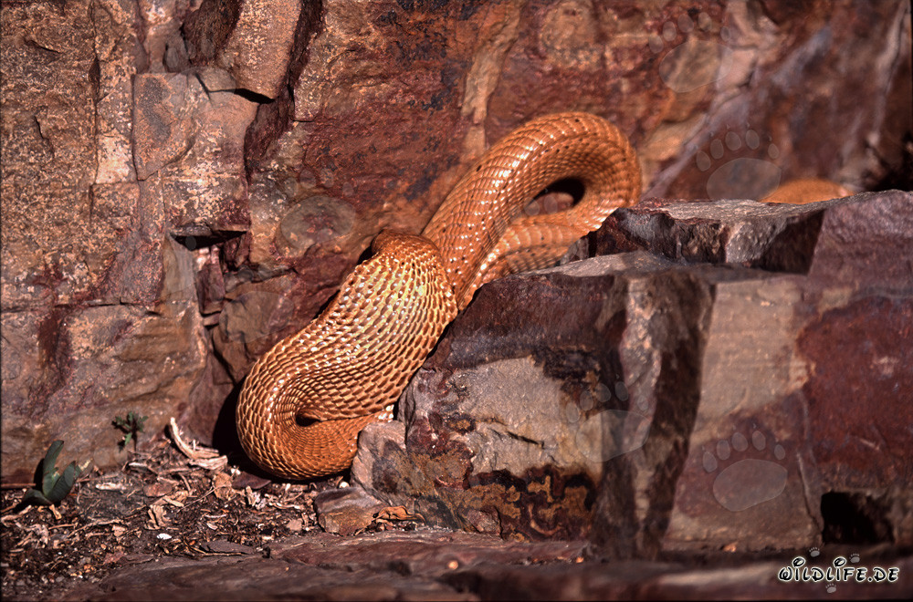 Cape Cobra dorée fascinante dans les montagnes de Gansbaai