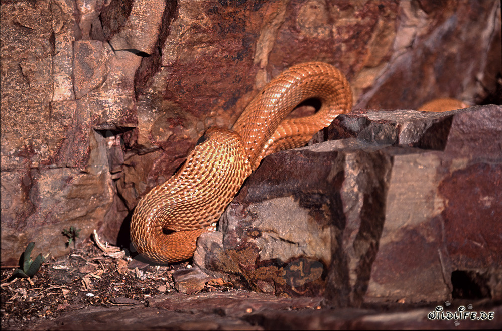 Affascinante Cobra del Capo dorata sulle montagne di Gansbaai