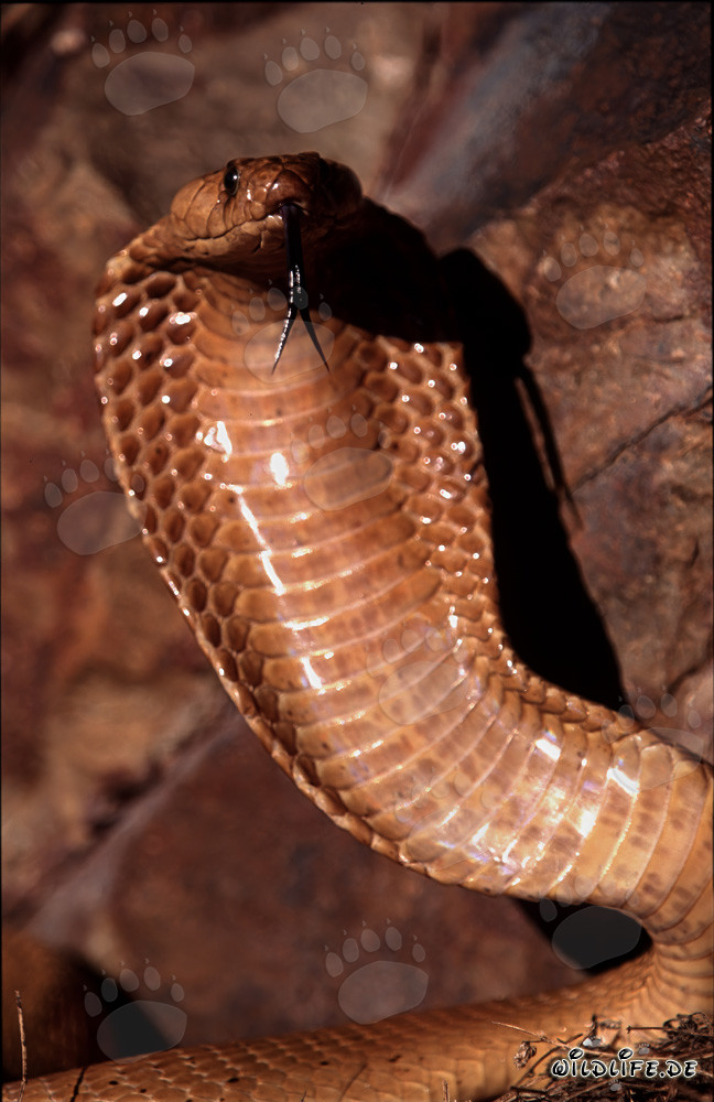 Cape Cobra displaying its hood in the Gansbaai Mountains