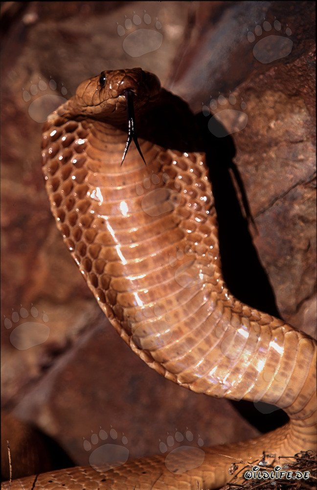 Cobra del Cabo concentrada en las montañas de Gansbaai