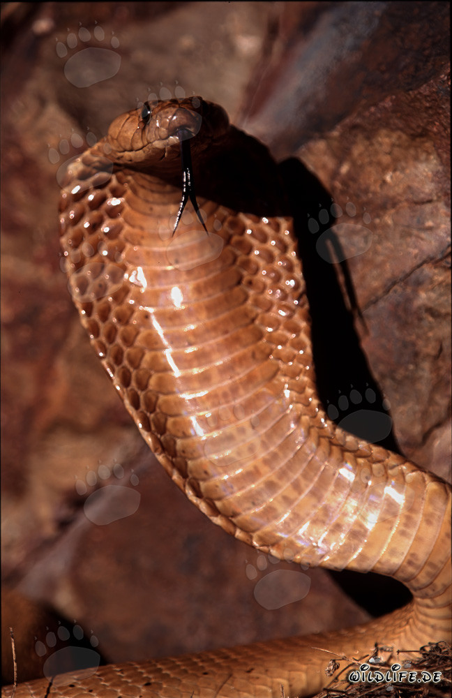 Cobra del Capo concentrata sulle montagne di Gansbaai