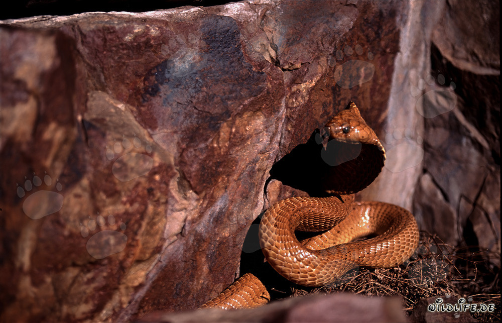 La Cobra Dorada del Cabo explora su entorno