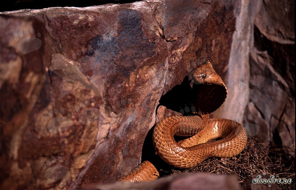 La Cobra Dorada du Cap explore son environnement