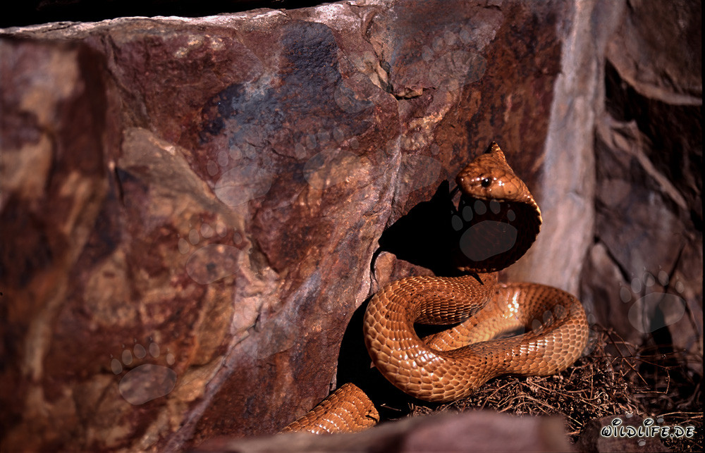 La Cobra Dorata del Capo esplora il suo ambiente
