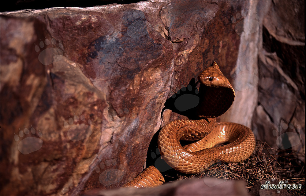 Golden Cape Cobra exploring its surroundings
