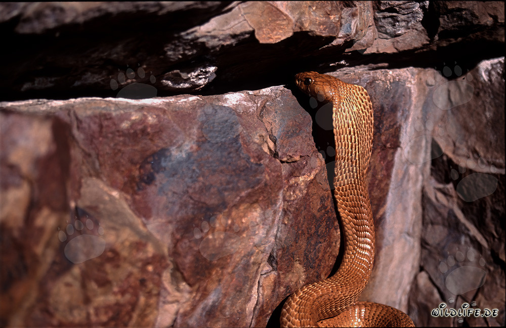 Cape Cobra curiously observes a rock crevice