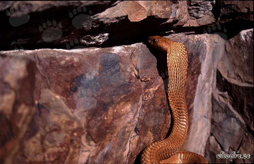 Cobra del Cabo observa curiosamente una grieta en la roca