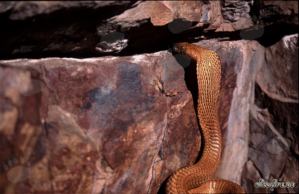Cobra del Capo osserva curiosamente una fessura nella roccia