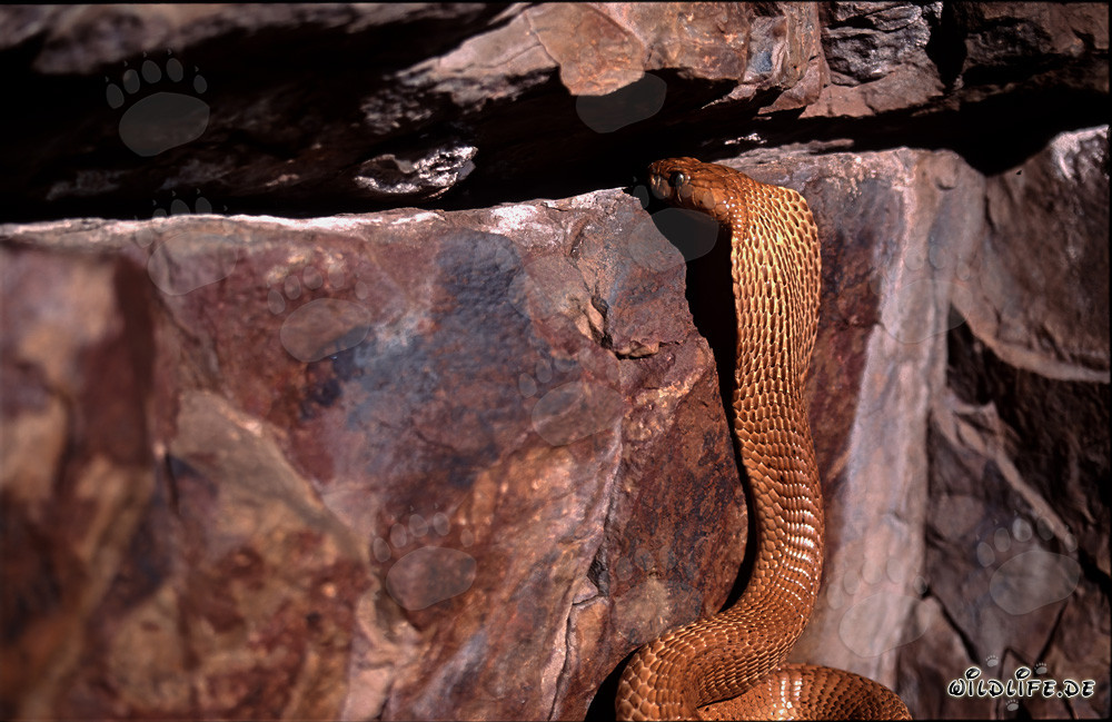 Cobra du Cap observe curieusement une fissure rocheuse