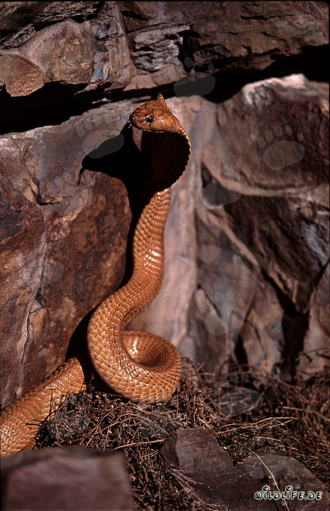 Majestic Cape Cobra in the Wilderness of South Africa