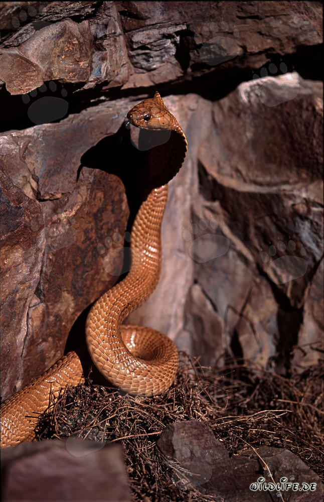 Cobra del Cabo majestuosa en la naturaleza salvaje de Sudáfrica