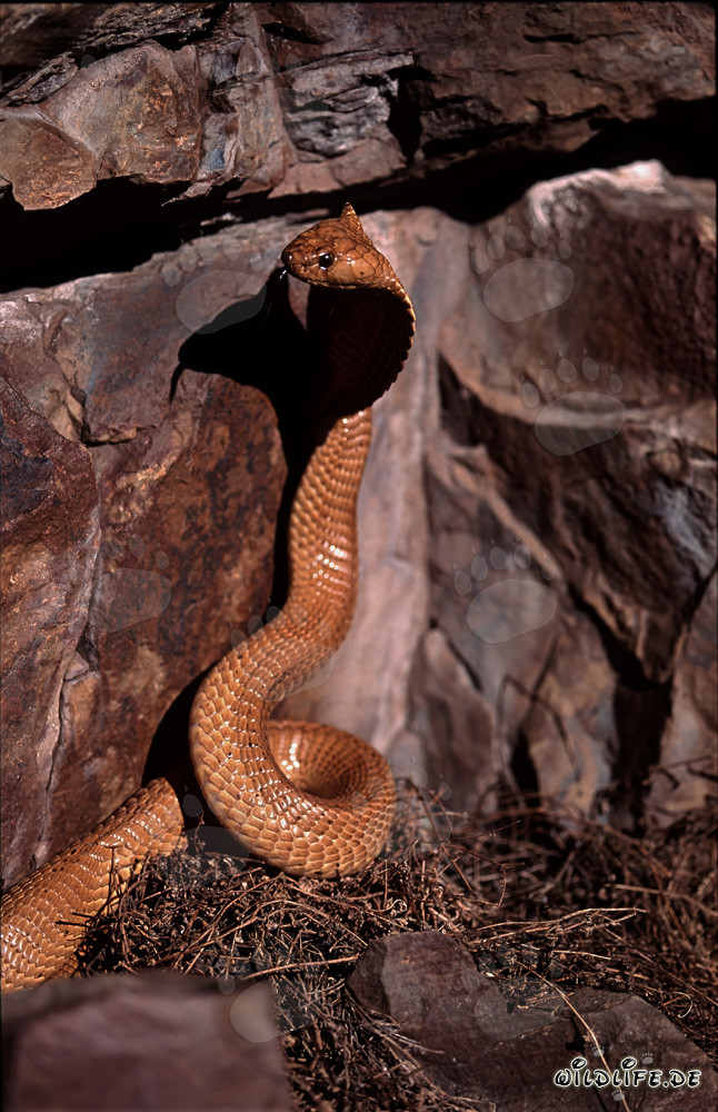 Cobra du Cap majestueuse dans la nature sauvage d'Afrique du Sud