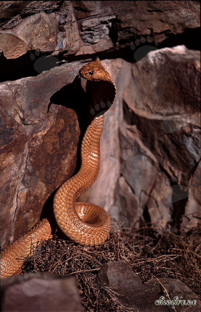 Cobra del Capo maestosa nella natura selvaggia del Sudafrica